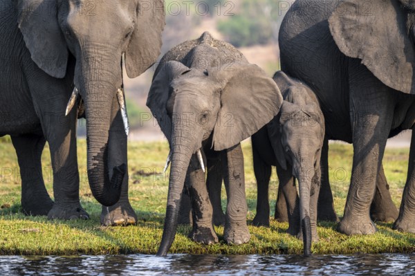 Herd of animals with young, African elephant (Loxodonta africana) drinking at the Chobe River, Ihaha, Chobe National Park, Botswana, Africa