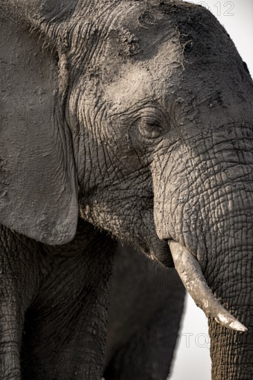 Detail, Animal portrait, African elephant (Loxodonta africana), Ihaha, Chobe National Park, Botswana, Africa