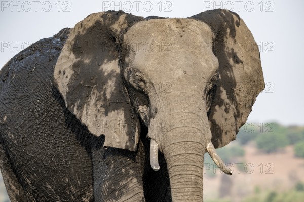 Detail, Animal portrait, African elephant (Loxodonta africana), Ihaha, Chobe National Park, Botswana, Africa