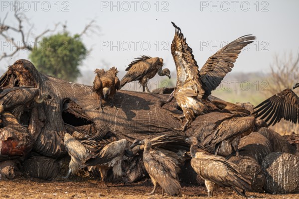 Many white-backed vultures (Gyps africanus), vultures feeding on the carcass of an elephant, macabre scavengers, Ihaha, Chobe National Park, Botswana