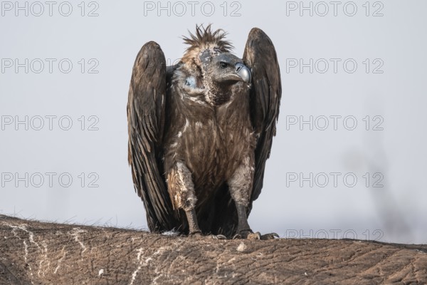 White-backed vulture (Gyps africanus), vulture feeding on the carcass of an elephant, Ihaha, Chobe National Park, Botswana