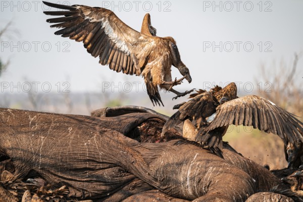 White-backed vultures (Gyps africanus) fighting over carrion, vultures feeding on the carcass of an elephant, Ihaha, Chobe National Park, Botswana