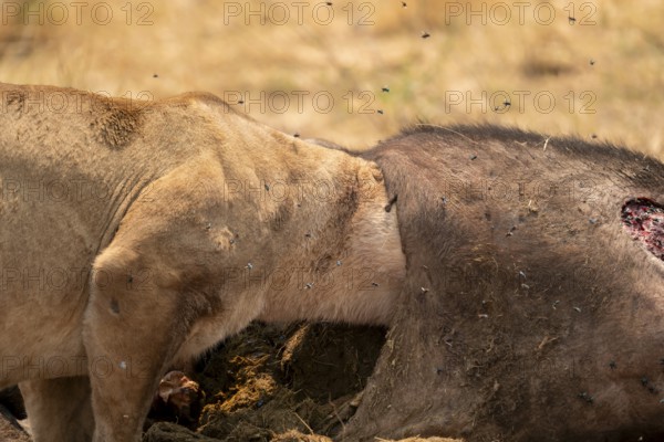 Funny, Kill, Lion (Panthera Leo) eats buffalo, Xakanaxa, Moremi Game Reserve, Botswana