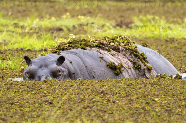 Hippopotamus (Hippopatamus amphibius) hiding in the swamp, Xakanaxa, Okavango Delta, Moremi Game Reserve, Botswana