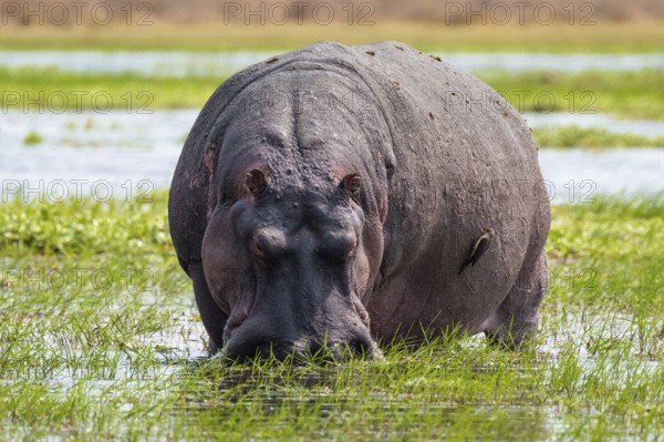 Hippopotamus (Hippopatamus amphibius) grazing, Xakanaxa, Okavango Delta, Moremi Game Reserve, Botswana