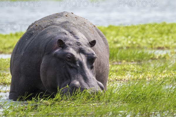 Greater hippopotamus (Hippopatamus amphibius), Xakanaxa, Okavango Delta, Moremi Game Reserve, Botswana