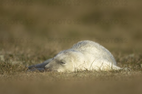 Grey seal (Halichoerus grypus) juvenile baby pup animal resting on a sand dune on a beach in winter, England, United Kingdom