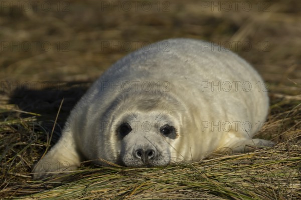 Grey seal (Halichoerus grypus) juvenile baby pup animal resting on a sand dune by a beach in winter, England, United Kingdom