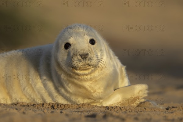 Grey seal (Halichoerus grypus) juvenile baby pup animal resting in a sand dune by a beach in winter, England, United Kingdom