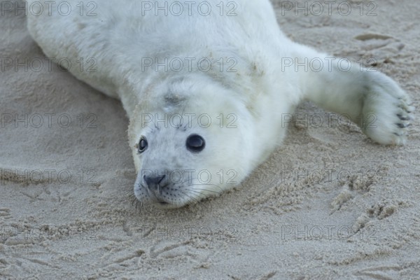 Grey seal (Halichoerus grypus) juvenile baby pup animal resting on a sandy beach in winter, England, United Kingdom