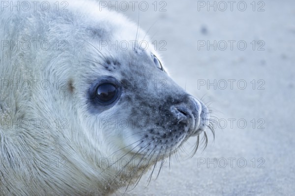 Grey seal (Halichoerus grypus) juvenile baby pup animal head portrait in winter, England, United Kingdom