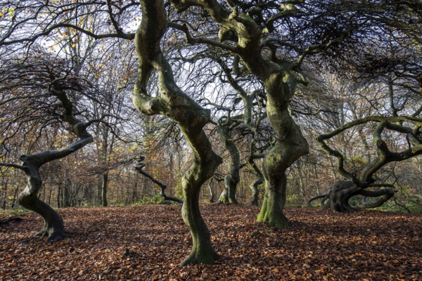Süntelbuchen (Fagus sylvatica), cripple beeches, Hexenwald, Semper Forest Park, near Lietzow, Rügen, Mecklenburg-Western Pomerania, Germany