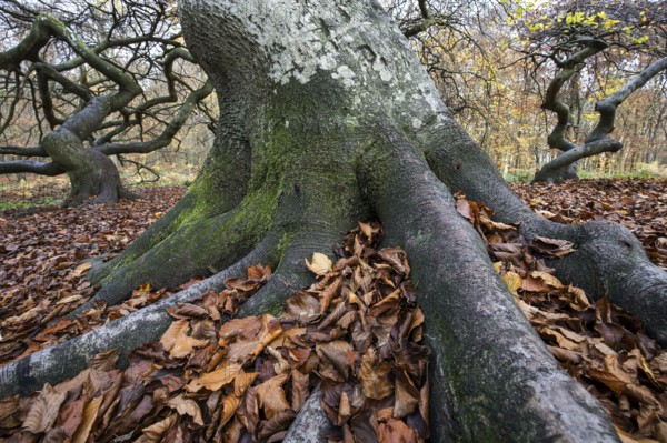 Süntelbuchen (Fagus sylvatica), cripple beeches, Hexenwald, Semper Forest Park, near Lietzow, Rügen, Mecklenburg-Western Pomerania, Germany