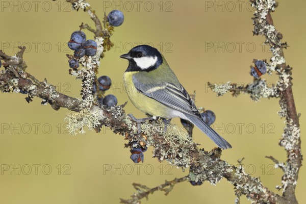 Great tit (Parus major), sitting on a branch in a blackthorn bush, (Prunus spinosa), sloes, with ripe fruit, autumn, wildlife, animals, tit family, songbird, birds, Wilnsdorf, North Rhine-Westphalia, Germany