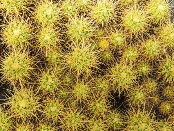 Cultivation of cacti, botanical garden, Cactus y Otras Suculentas 'Mora i Bravard', village Casarabonela, Andalusia, Spain