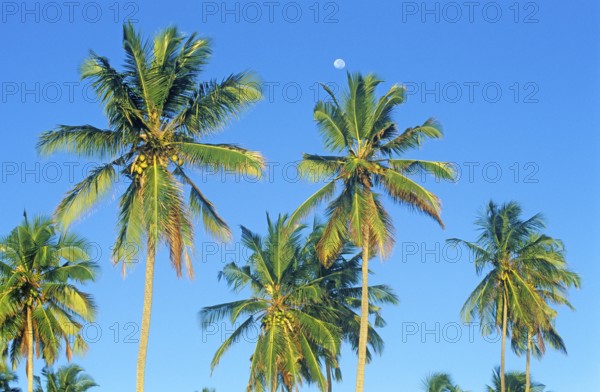 Moon and palm trees on Mikadi Beach, Dar es-Salaam, Tanzania, Africa, June 2000, vintage, retro, old, historic