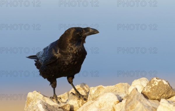 Raven (Corvus corax), semi-desert, Fuerteventura, Spain