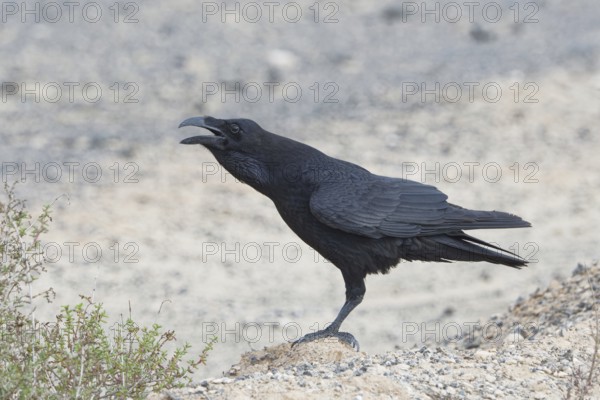 Common raven (Corvus corax) Semi-desert, Fuerteventura, Spain