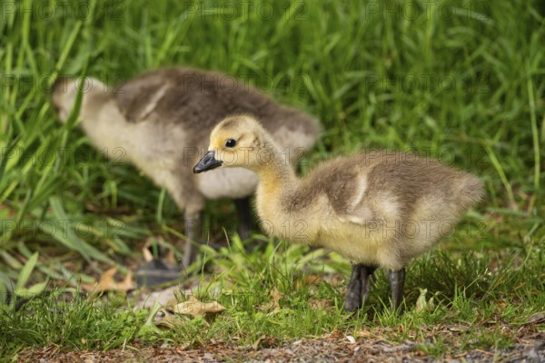 Canada goose (Branta canadensis), chicks in a meadow. Lake Mangamahoe, North Island, New Zealand