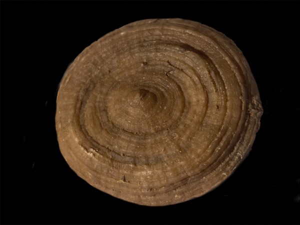 Fossil coral, petrification, Cunnolites sp., fossil, chalk, Santonium, Gosau layers, around 80 million years old, Russbach, Salzburg, Austria