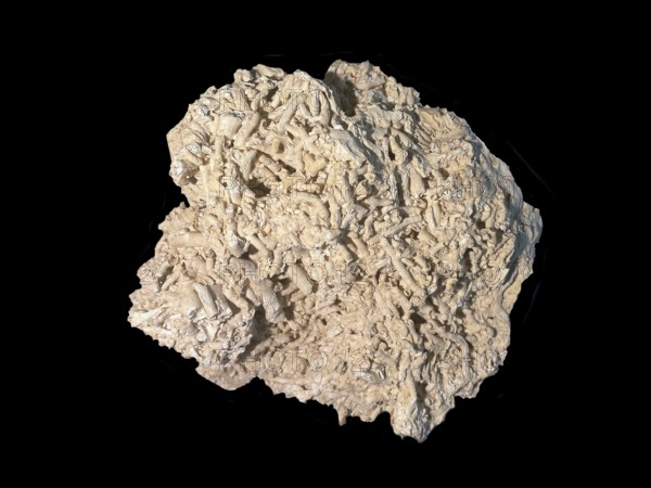 Fossil coral, petrification, Dendrophyllia candelabrum, fossil, Middle Dan, about 60 million years old, Fakse, Zealand, Sweden