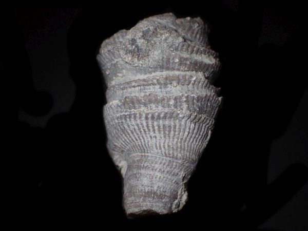 Fossil coral, petrification, cystiphyllum tenue, fossil, siluric around 430 million years old, Gotland Sweden