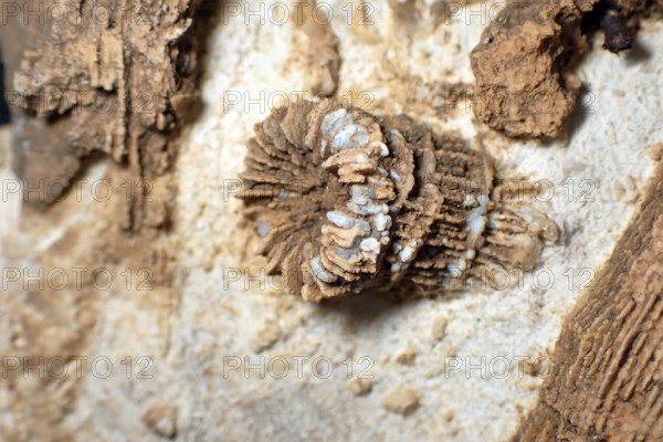 Fossil coral, petrification, Thecosmilia trichotoma., fossil, Malm, Jura, around 150 million years old, Nattheim, Baden-Württemberg, Germany