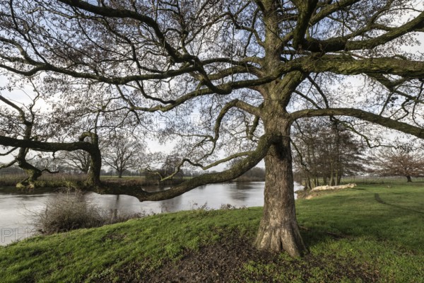 Schwarzerle an der Ems, Emsland, Lower Saxony, Germany