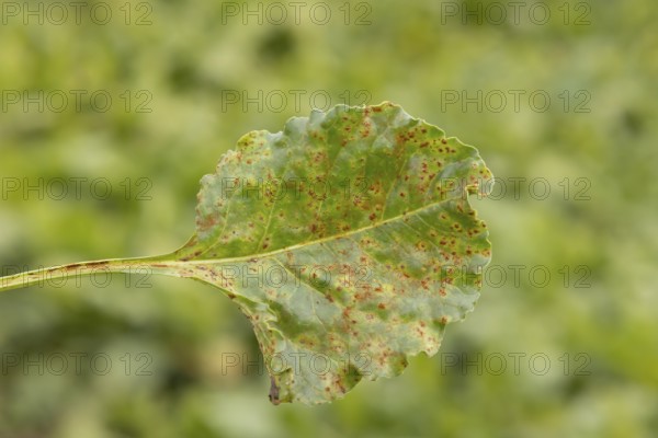 Sugar beet (Beta vulgaris) leaf with Rust (Uromyces betae) fungal plant pathogen disease, England, United Kingdom
