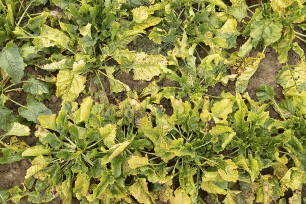 Sugar beet (Beta vulgaris) crop plants in a farm field infected with virus yellows plant pathogen, England, United Kingdom