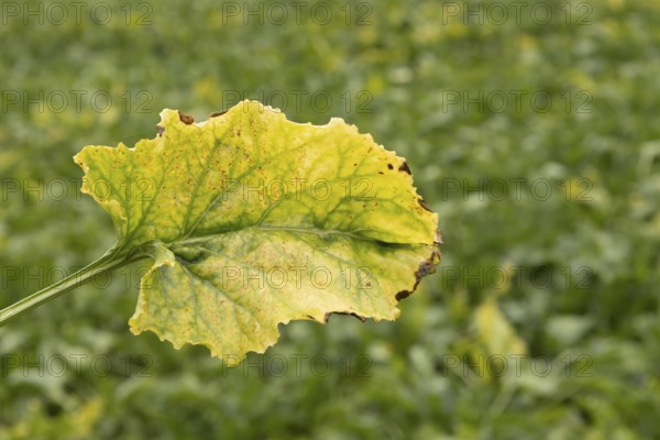 Sugar beet (Beta vulgaris) crop plant leaf in a farm field infected with virus yellows plant pathogen, England, United Kingdom