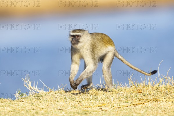 Vervet Monkey (Cercopithecus aethiops) South Luangwa NP Zambia August