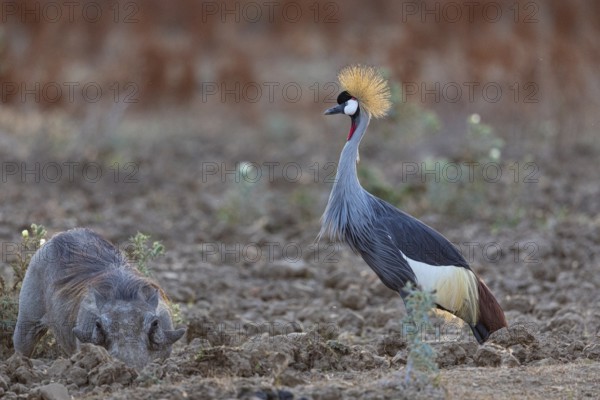Crowned Crane (Balearica regulorum) and Worthog searching food South Luangwa NP Zambia August