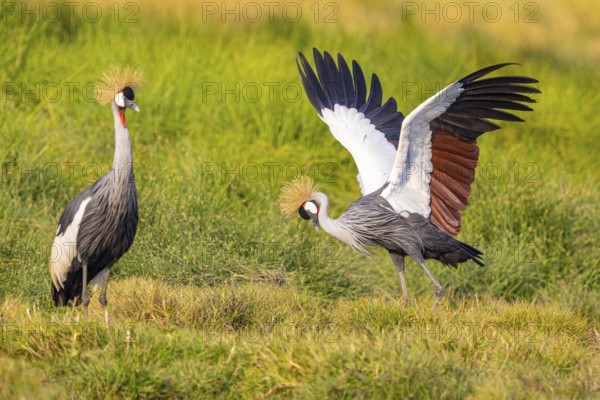 Crowned Crane (Balearica regulorum) courtship behavier South Luangwa NP Zambia August