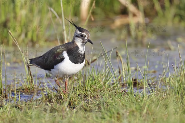 Lapwing (Vanellus vanellus), in splendid plumage, foraging in a marshy meadow, wildlife, Lembruch, Ochsen Moor, Dümmer nature park Park, Lower Saxony, Germany