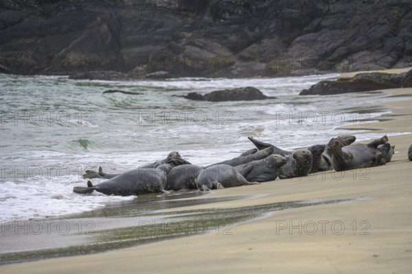 Seals on the beach, Great-Blasket Island, Dunquin, Kerry, Ireland