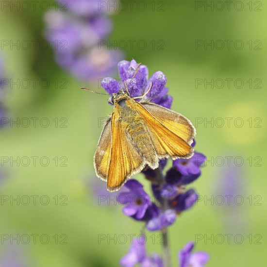 Large skipper (Ochlodes venatus), collecting nectar from a flower of Common lavender (Lavandula angustifolia), close-up, macro photograph, Wilnsdorf, North Rhine-Westphalia, Germany