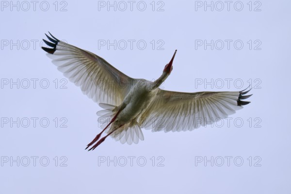 A bird flies majestically in the clear blue sky with outstretched wings, Snowy Ibis (Eudocimus albu), spring, Orlando Wetlands, Christmas, Florida, USA