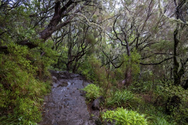 PR6 hiking trail to the 25 springs, along water channel, Levada das 25 Fontes, laurel forest, Rabacal nature reserve, Madeira, Portugal