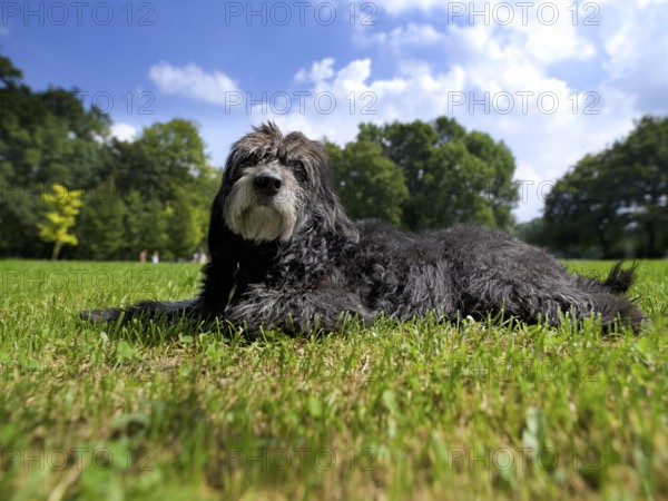 Mischlingshund lying in the grass, Englischer Garten, Munich, Bavaria, Germany