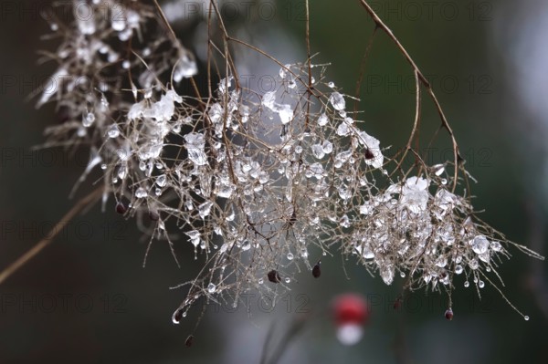 Wintertime, thaw, Germany