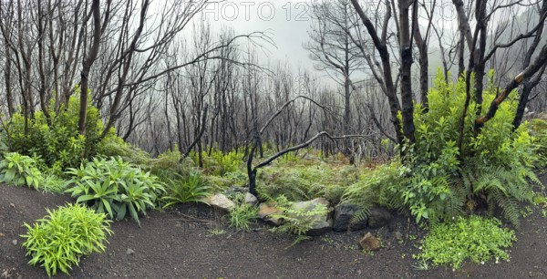 Burnt trees on the PR17 Pinaculo e Folhadal hiking trail, Levada, Irrigation Canal, Madeira, Portugal