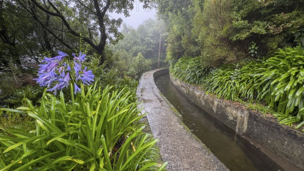 PR17 Pinaculo e Folhadal hiking trail, Levada, Irrigation Canal, Madeira, Portugal