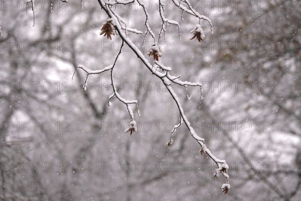 First snow on branches of trees, late autumn, Germany