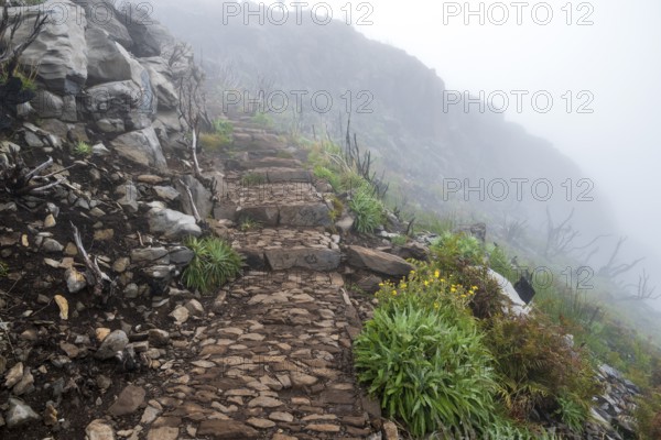 Hiking trail PR 1, 2 to Pico Ruivo, Mist, Madeira, Portugal