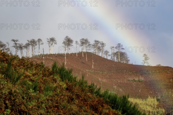 Rainbow behind trees, rain, Madeira, Portugal