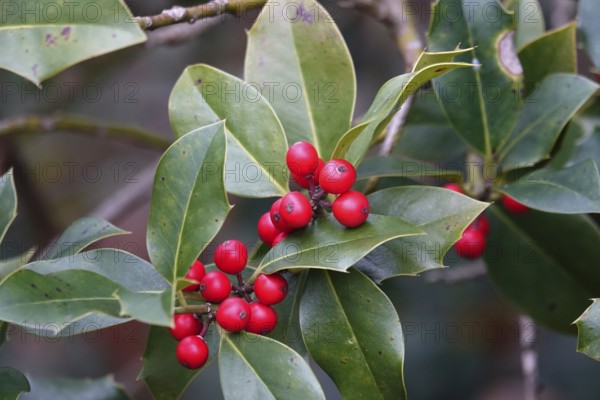 Ilex, late autumn, Germany