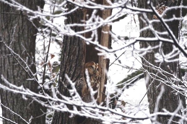 Tawny owl in a tree, winter, Germany