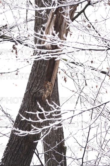 Tawny owl in a tree, winter, Germany