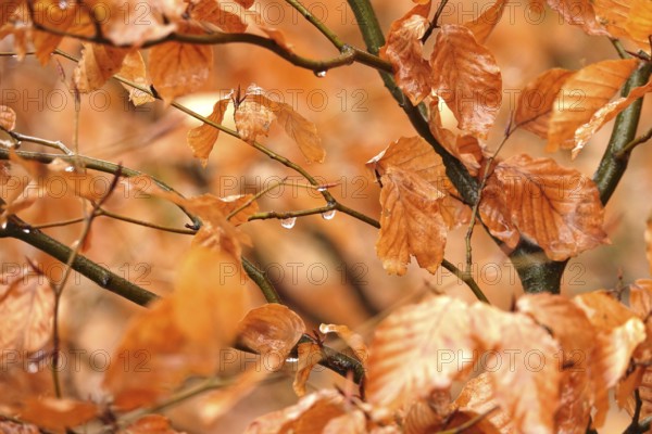 Beech branches with drops of water, late autumn, Germany